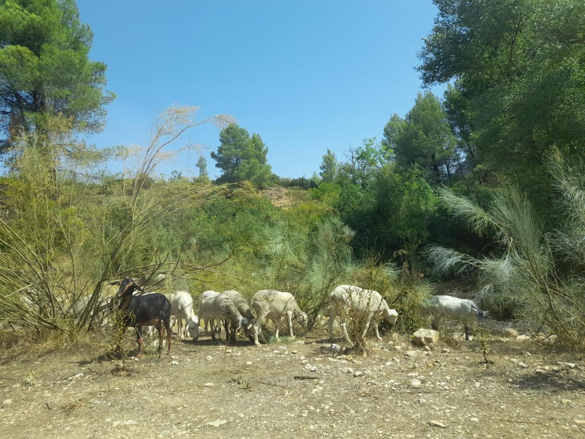 Casa Rural Del Saz Yeste Bagian luar foto